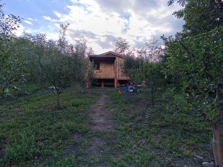 Casuta din livada de vanzare - 7