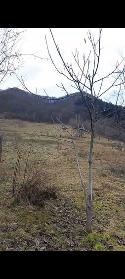 Teren Riu Sadului - 2 ha Acces stradal , zona cu potential turistic - 7