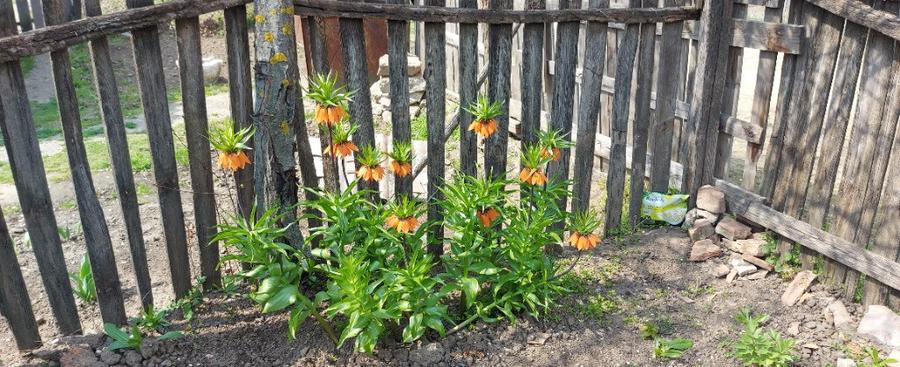 Teren intravilan 3109mp - 6