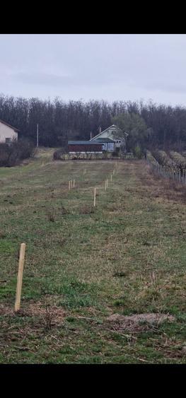 Vand parcele teren intravilan Alparea - 3