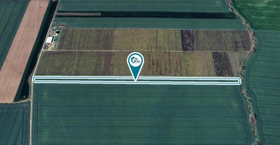 Teren agricol de 1 ha in Zimandu Nou - 2