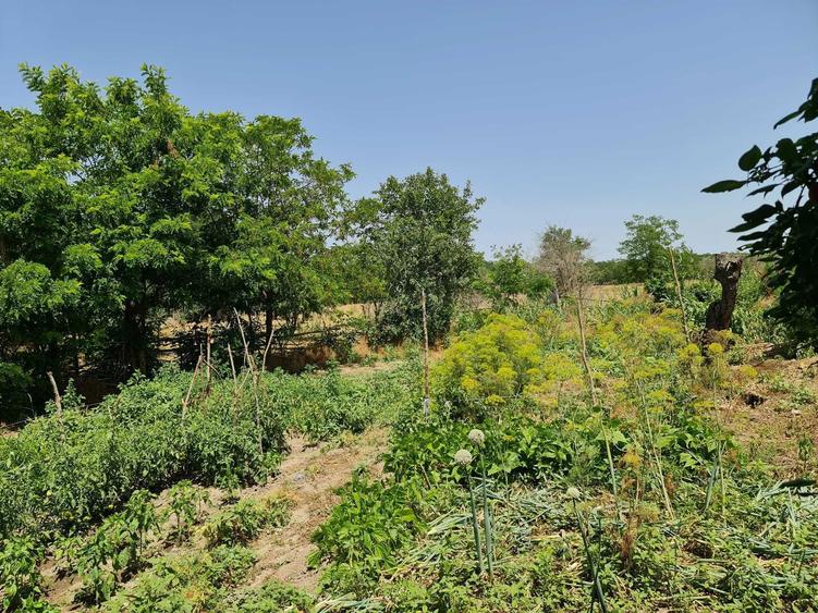 Delta Dunarii, Baltenii de Jos, casa batraneasca, teren 1500mp - 1
