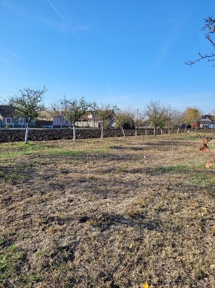 Vând teren intravilan suprafață 1414mp în Sânpetru Mare, jud.Timiș .  - 6