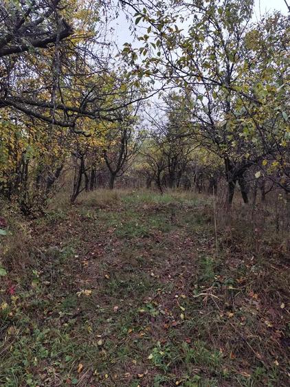 Vanzare sau Schimb! Central Drajna de Jos 5000 mp - 5