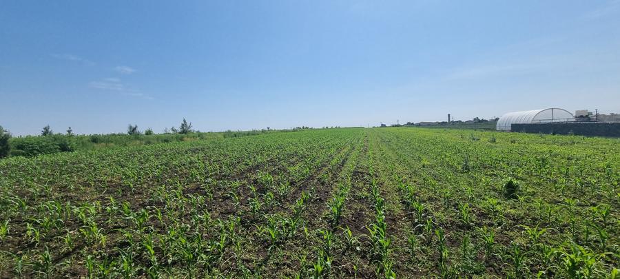 Teren intravilan in Catamarasti Deal - 1