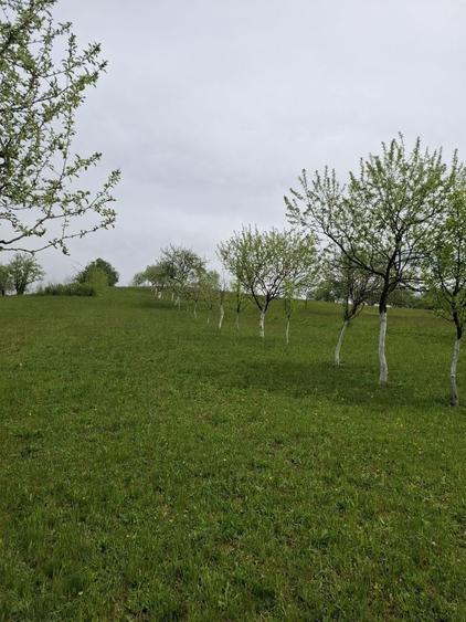 Teren de 7000 mp, în Rona de Jos