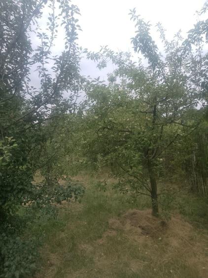 Vanzare teren intravilan - 4