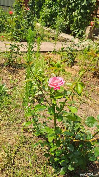 Casa 6camere ,plus teren 1800mp - 4