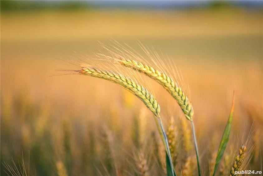 Vand teren arabil 26 ha Sagu jud Arad - 1