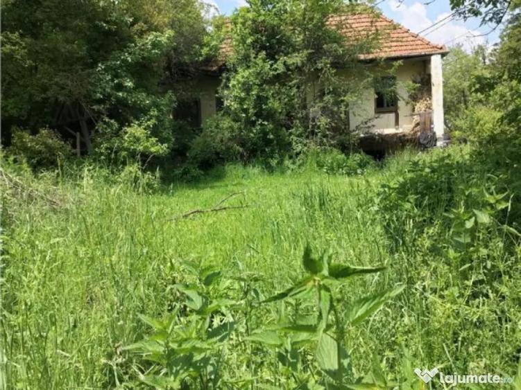 Domeniu verde autentic, 5.000mp, front la DJ, Valcele, Bra - 3