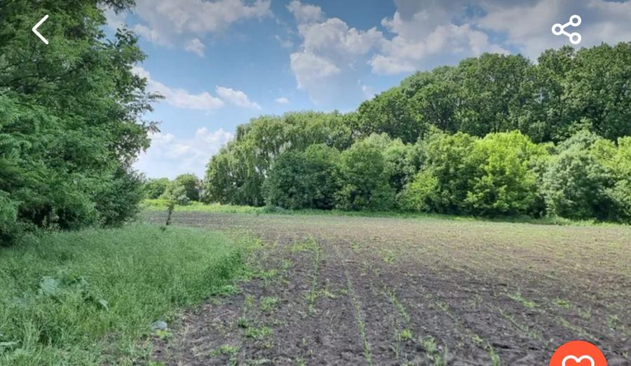 1000 mp Magurele intravilan  - 1