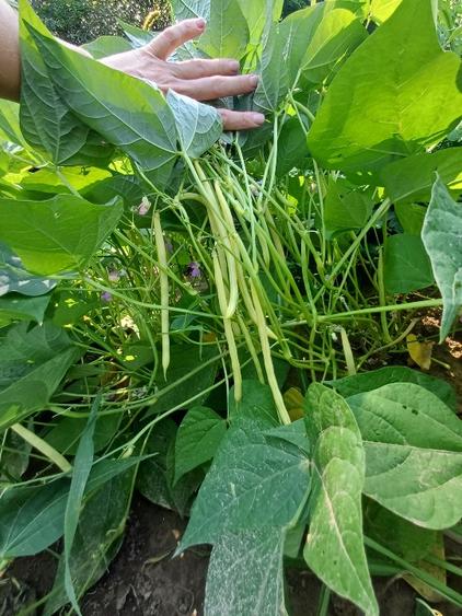 Teren pentru casa si gradina - 3