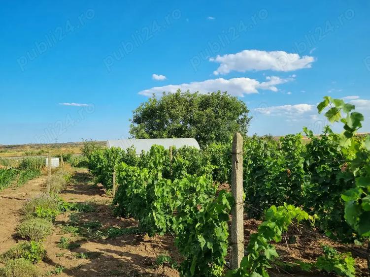 Vand proprietate - 3