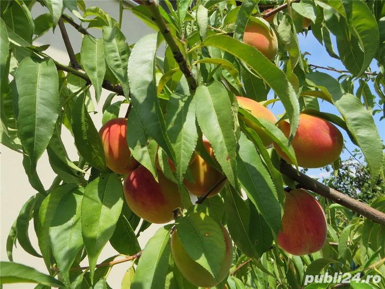 Casa (vila) de vanzare in Popesti-Mihailesti, jud. Giurgiu - 5