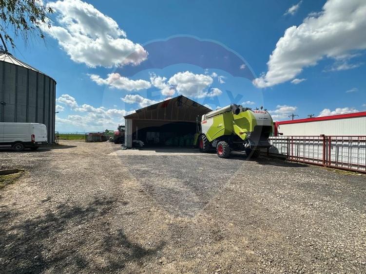 Ferma porcine la cheie - 24