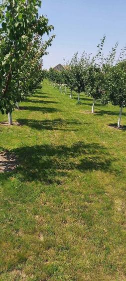 Casa de vanzare in Comuna Cenad, judetul Timis - 7