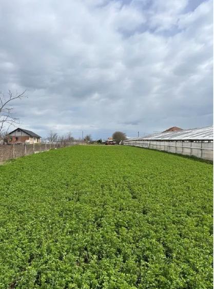 Teren Intravilan Corod jud. Galati - 61 ari - 4