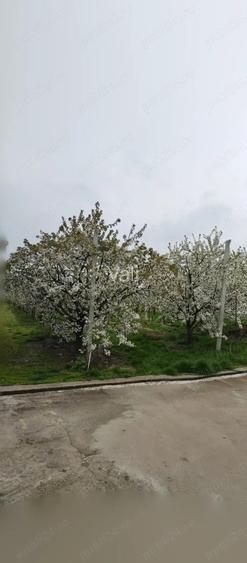 Livada 600pomi de 12 ani,cu casa 2camere,baie ,bucatarie,10000mp Livada 600pomi de 12 ani,cu casa 2camere,baie ,bucatarie,10000mp