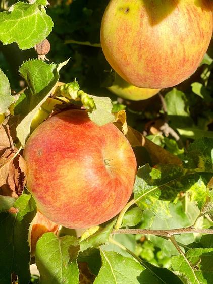 Proprietate com.Girov,compusa din casa, anexe si 8800 mp teren - 25