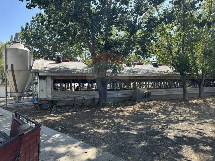 Ferma porcine la cheie - 31