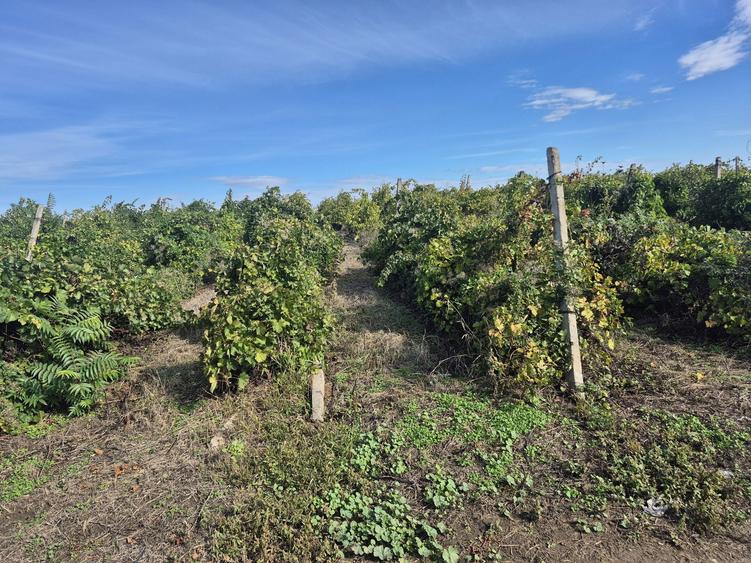 Vie 3.5Ha zona Urechesti Vrancea - 1