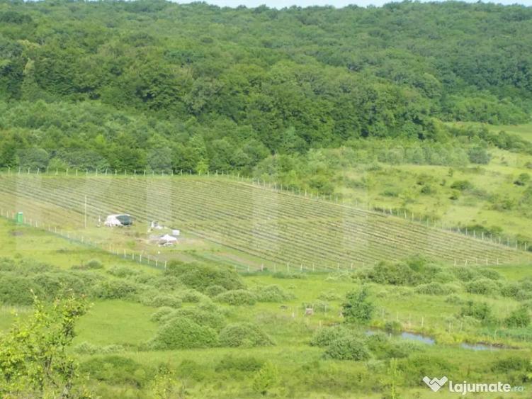 ???? Afacere la Cheie: Planta?ie Afine BIO 1.93 Ha - 1