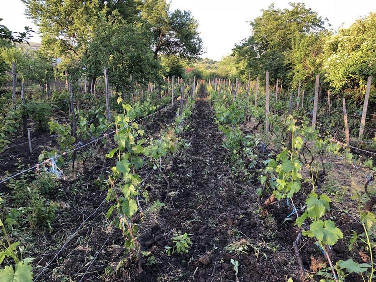 Teren intravilan Breaza / Buzau - 5