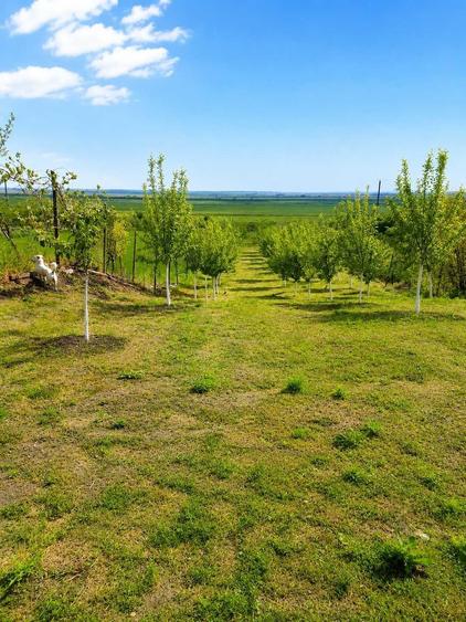 Casa complet renovata + anexa locuibila + livada, Macesu de Jos (Dolj) - 4