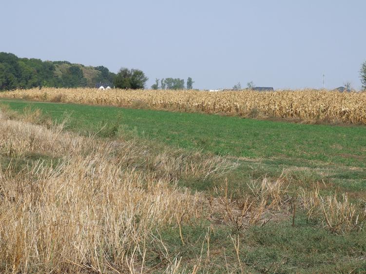 Clinceni-Ordoreanu-padure loturi  733mp - 6