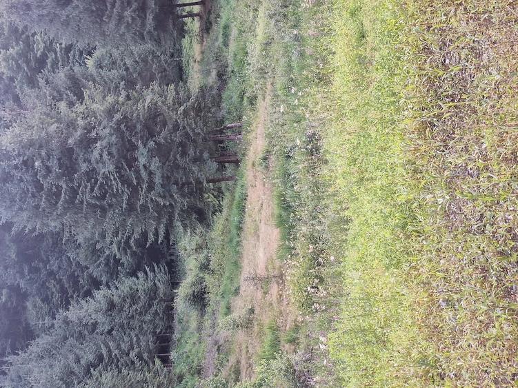 Teren de vanzare in zona de munte - 5
