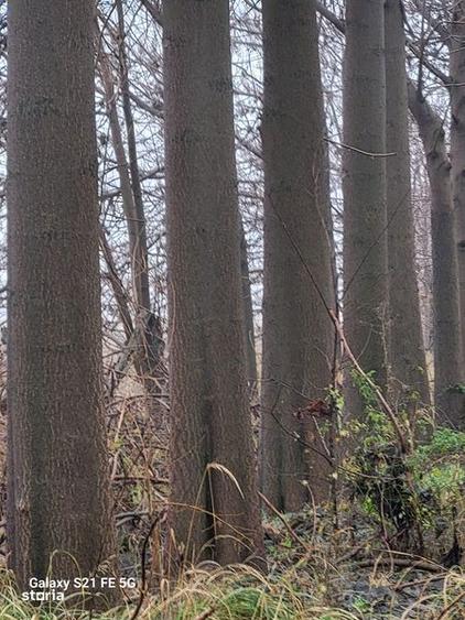 Vand 300 m3 de paulownia - 1