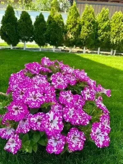 Direct dezvoltator, 0 stres! Predare la cheie, vila lux individuala - 14