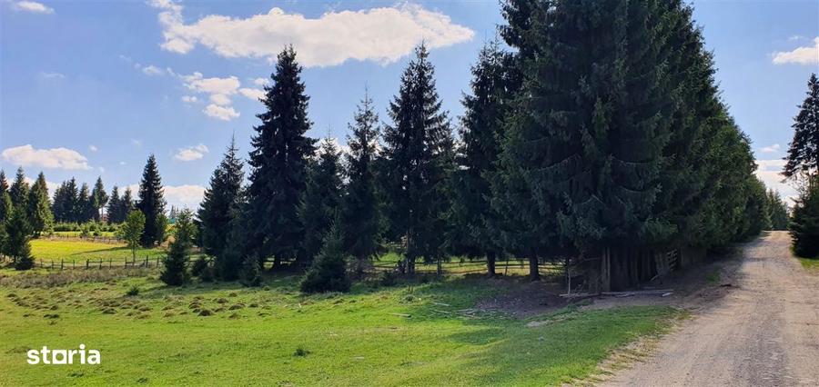 Oportunitare | Teren 1350 mp cu PUZ | Belis - 3