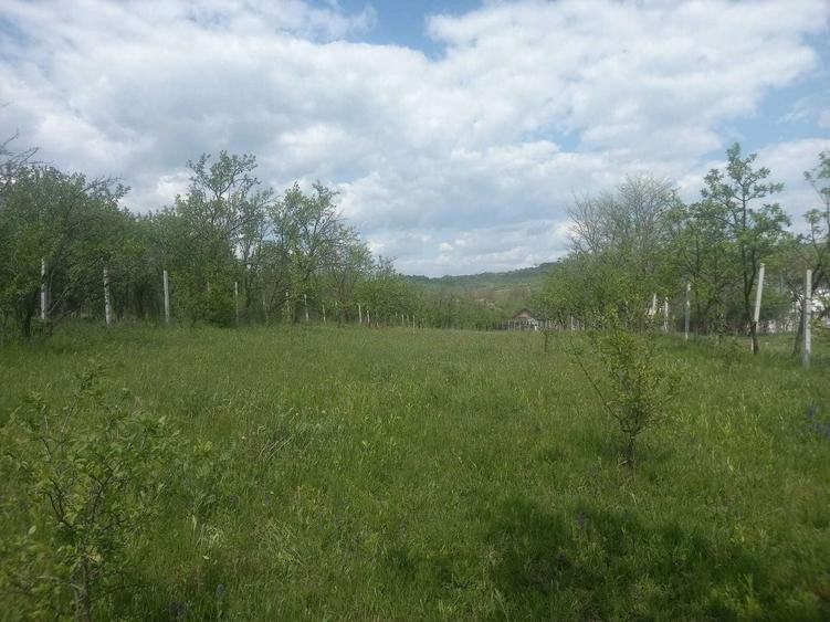 Teren intravilan 1700 mp - Drajna de Jos, Poiana Mierlei 15/mp, neg - 4