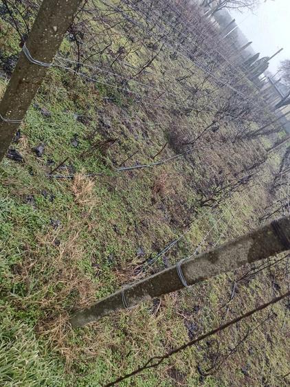 Proprietate cu 2 case, livada, vie ?i teren 1450 mp - 8