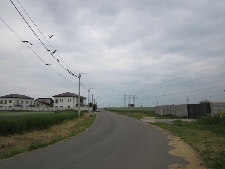 Domnesti-Narciselor - 9