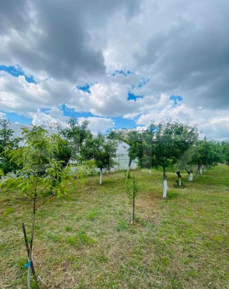 Casa pe parter, 2.753 mp teren, Marotinu de Sus - 6