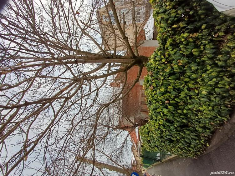 Vand casa P+M la rosu, zona centrala Timisoara - 2