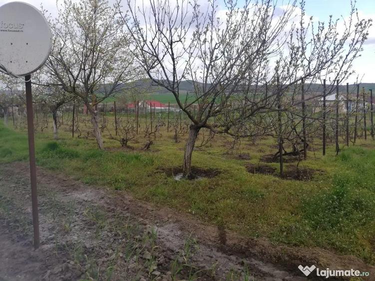 Casa de vanzare balabancea,tulcea - 13