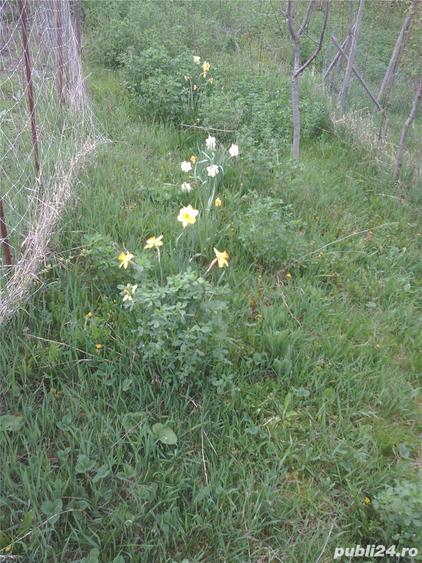Casa cu teren comuna Ludos judetul Sibiu la numai 8km de autostrada Sibiu Sebes Deva. - 4