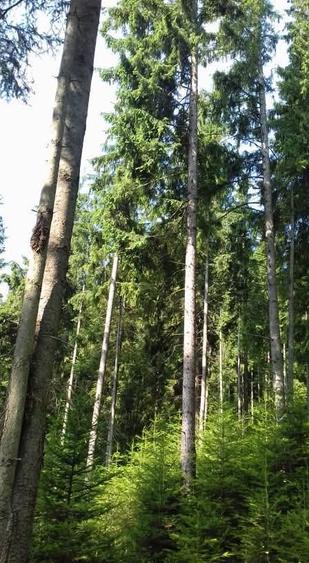 Padure cu teren 9.5 hectare investie forestiera avantajoasa - 6