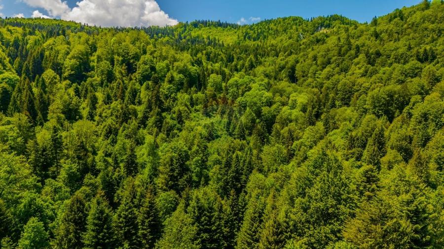 Teren extravlan 14,400mp Paraul Rece / Strada 3 brazi - 12