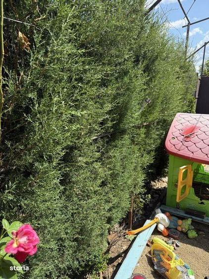 Casa de vanzare - Albesti - Simnicul de Sus - 7