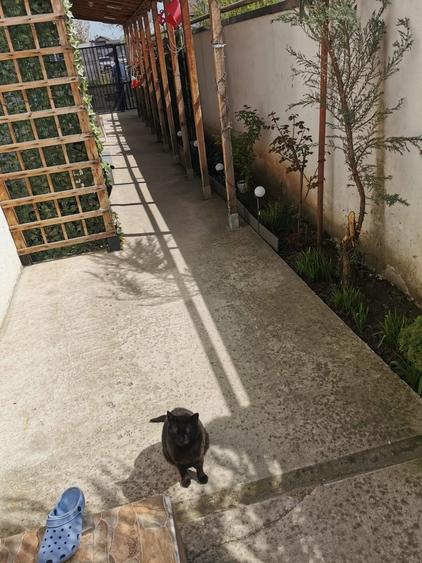 Alexandriei, Bragadiru - 11