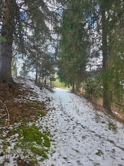 Teren intravilan 15.000 mp cu panorama montana | 1 km Parcul Calimani Pret neg - 4