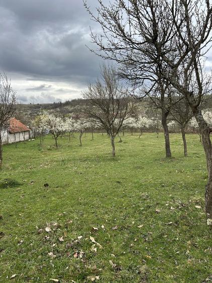 Teren extravilan 50 arii(5022 mp) bobaia - 4