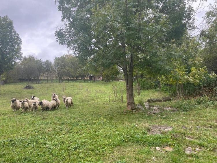 Teren intravilan 1.608 mp Martinesti lac in fata - 7