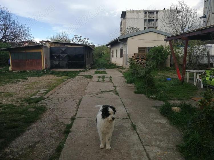 Inchiriez hala si locuri de parcare in curte ingradita pe Calea Torontalului - 5