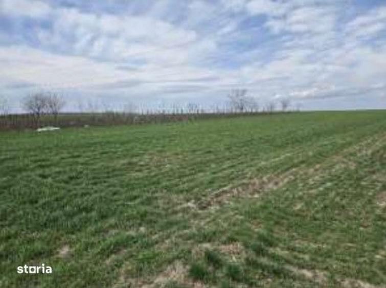 Teren extravilan Cota parte 29/64 Greaca, ID: R3030129 - 1