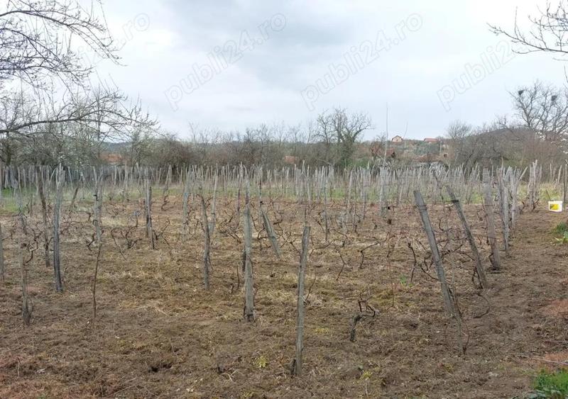 Casa 2 corpuri cu teren Izvoru Barzii, Mehedinti - 5